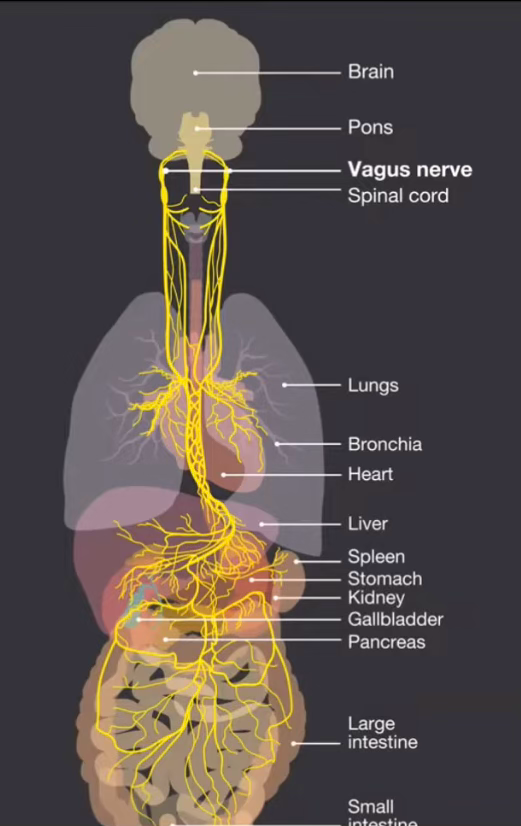 Conditioning, Vagal Malfunction and Senescence